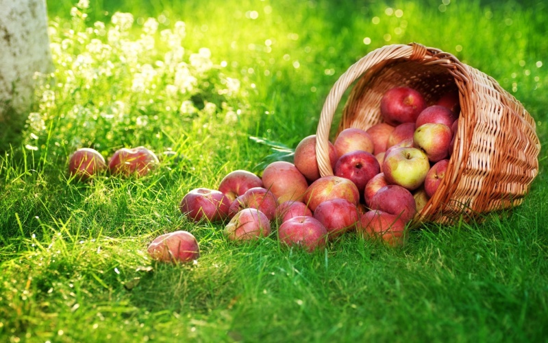 В Оренбуржье появится яблочная аллея